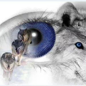 Meet your Posher, Shelley